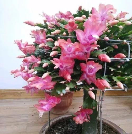 蟹爪兰不开花,2种废渣家家都有,埋1点花芽猛长,花爆盆