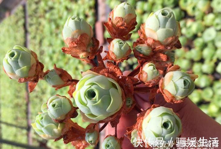 多肉底部的枯叶该摘掉吗？当然要摘，但有些品种的枯叶不能全摘