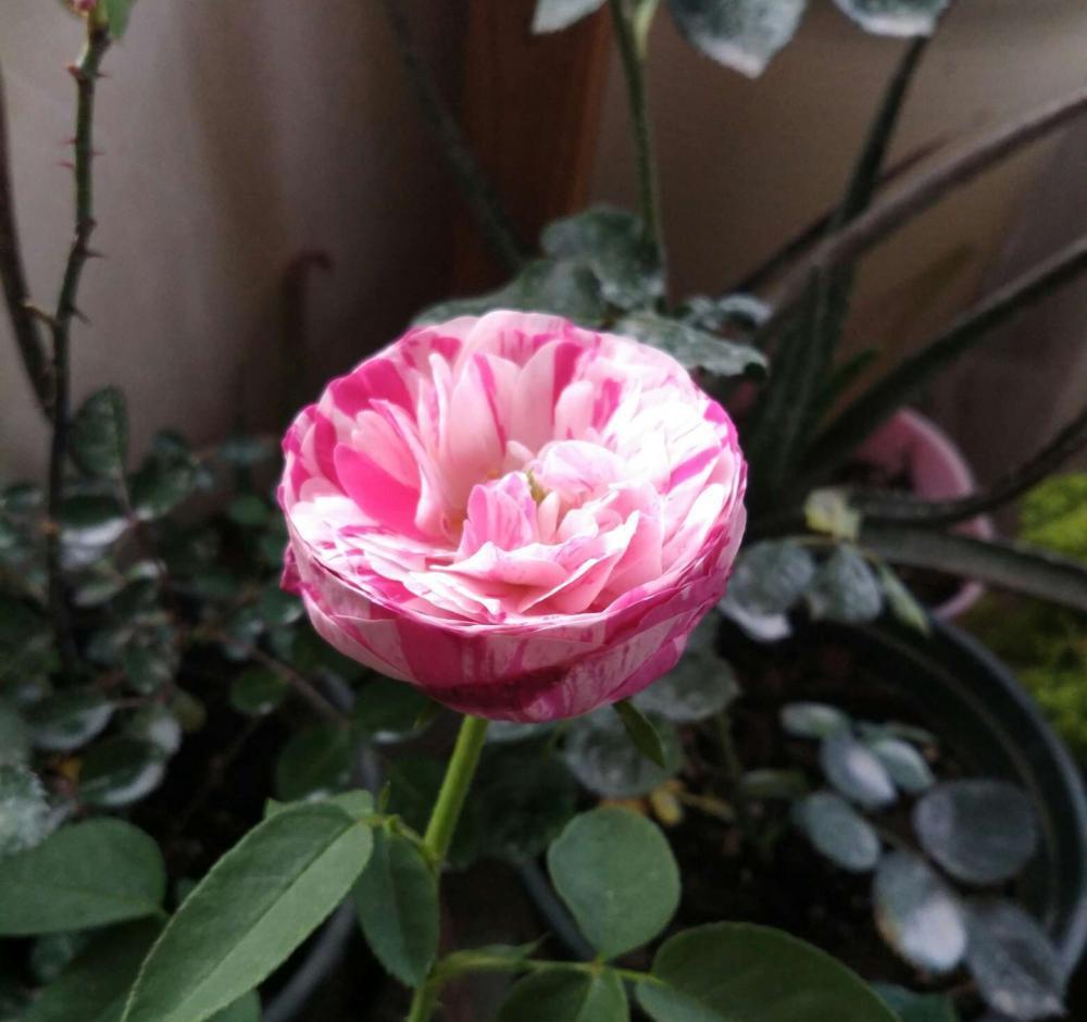 养花|养花试试这几款,花朵犹如流星雨划过的天空,绚烂而美丽