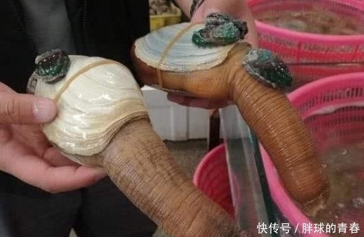 消费者|一次产卵2000万粒,收购价200元一斤不愁卖,消费者直喊我想吃