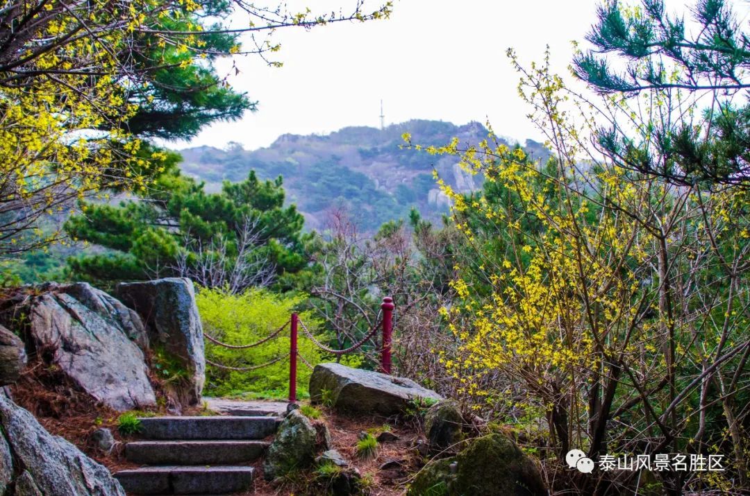 春红|林花谢了春红，醉染流年