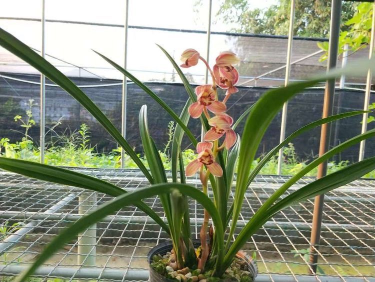 喜欢玫瑰,不如养盆“稀有玫瑰”泰姬,如佳人飞舞,雍容典雅