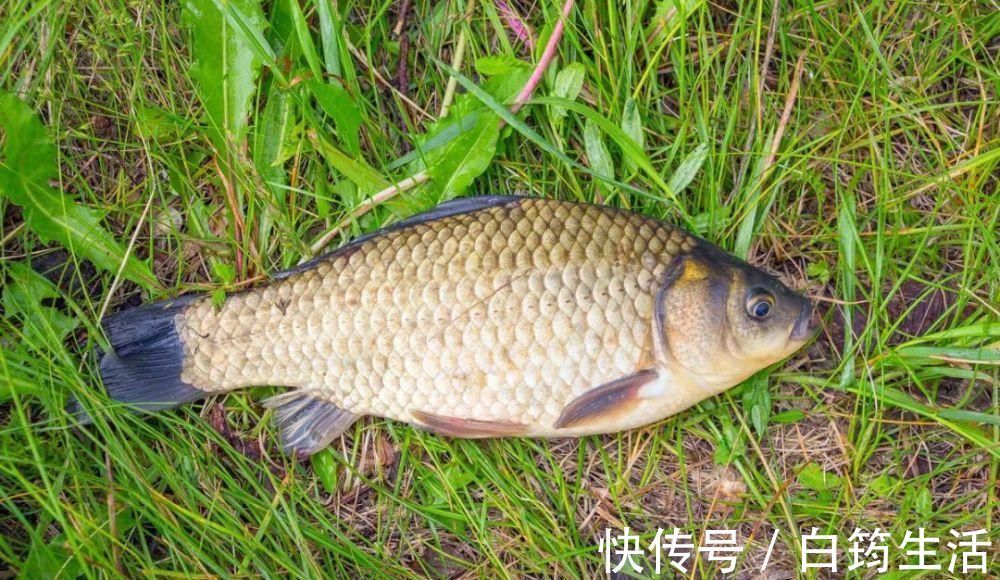 鲫鱼|秋钓草窝,搞清楚明和暗的区别,大板鲫排队入护