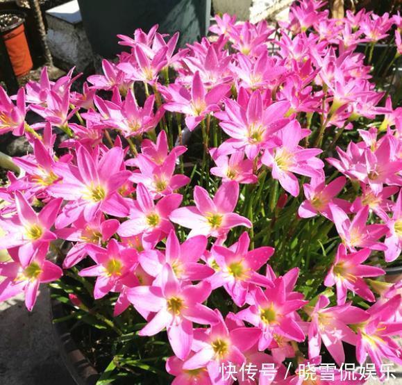 花卉|10月以后,3种花搬出去淋淋雨,叶片肥美长势好,越养越旺盛