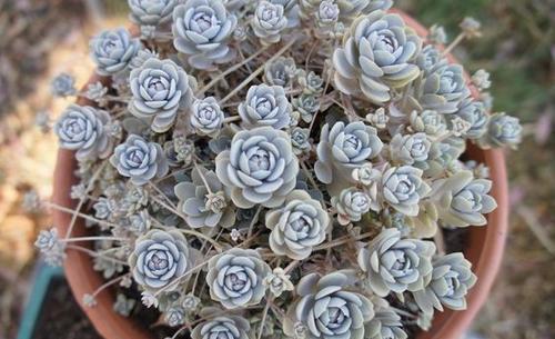 春天种下3种多肉,耐热好养易群生,35摄氏度照样生机勃勃