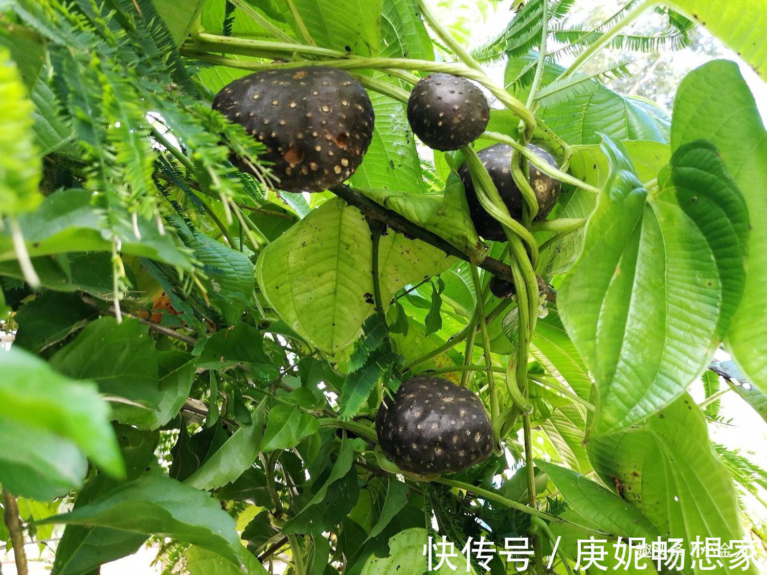 山药粥|一个食疗古方,补脾、健脾、醒脾,全面恢复脾胃功能!