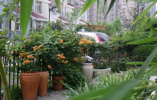 院子里的荷花鱼池，种这些绿植无需过滤又美观