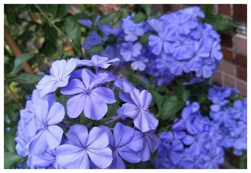 长花蕾|最厉害的养花营养液给花喝一勺,根壮叶肥绿,开花多又艳!