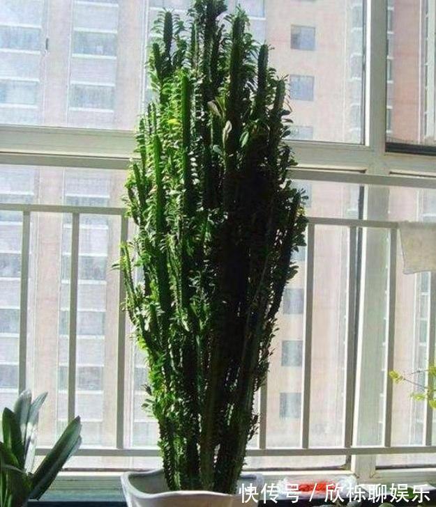 滴水观音|5种多肉有点毒,养在家里不安全,家里有孩子,赶快扔出去