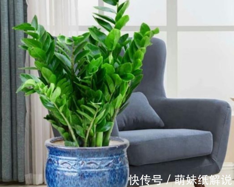“3种绿植”养家里,漂亮养眼,关键特别好养护,空气清新心情好