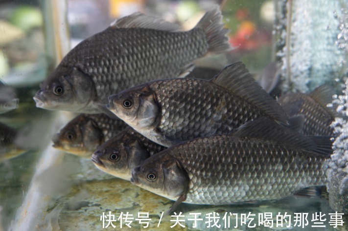 繁殖|才知道,鲫鱼分“野生鲫”和“杂交鲫”,区别很大,弄懂买不吃亏