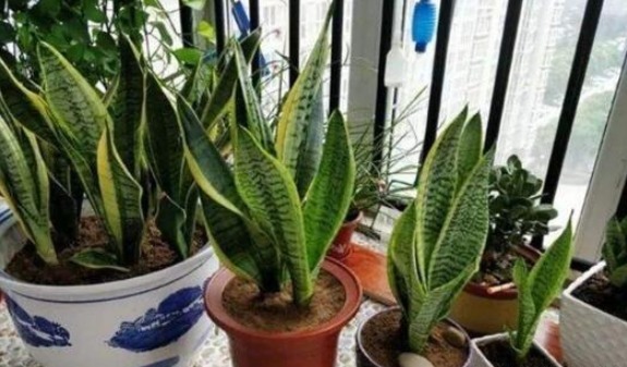 4种健康花，吸甲醛、促睡眠，“守护”家人健康，可以多养几盆