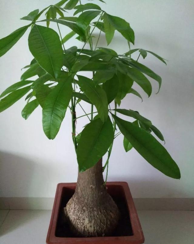 这花有个大肚子,里面全是水,1个月不浇照样活