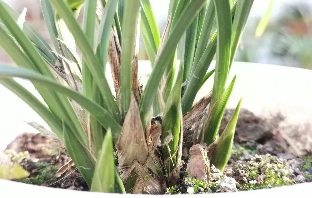 兰叶|这样养兰花,不用施肥不必喷药,兰苗肥壮花苞多