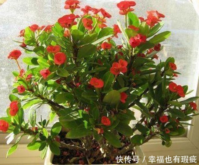 花期最长的“4种花”,一开就是300多天,花期长,花惊艳!