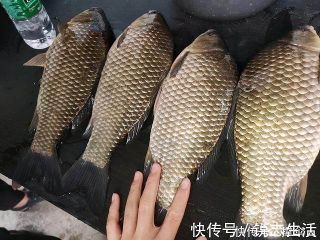 鱼儿如何寻找越冬地点，天气再冷也能爆护---皇禾钓具