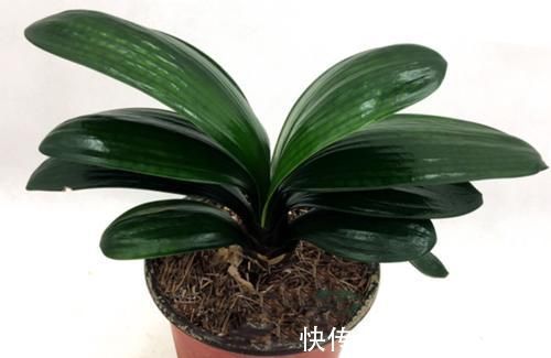 叶片|养君子兰一点也不难,但不能乱养,只需掌握四点就足够了