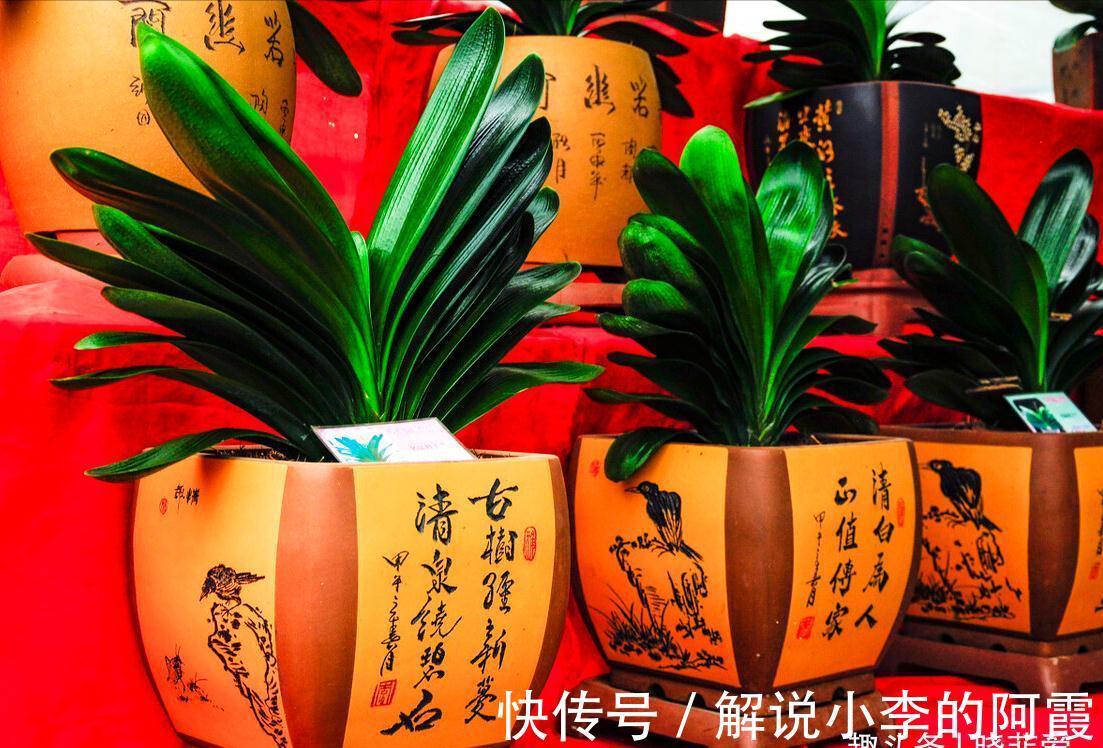 富贵|适合客厅养的5种漂亮花,喜庆大气又吉祥,幸福感满满