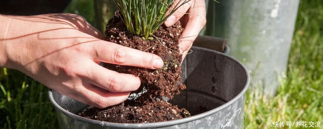 春季植物换盆指南，是带土换盆，还是适当去掉旧土呢？