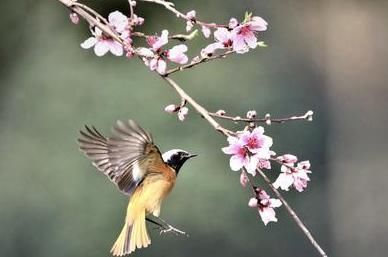 一本好书$南宋这首诗曾入选民国语文教材,开篇美不胜收,颔联寓意深远