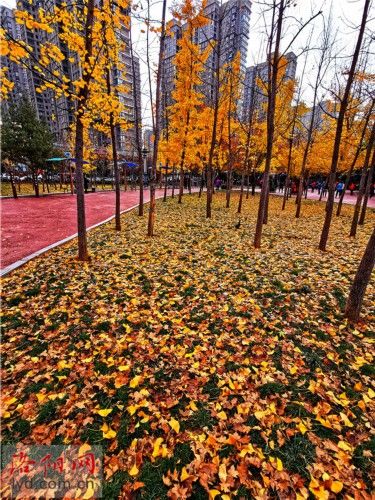 节气|小雪节气不见雪 晴空景致似秋来