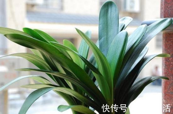 想要君子兰开花,有一个小方法,叶片蹭蹭长得快,花开的漂亮极了