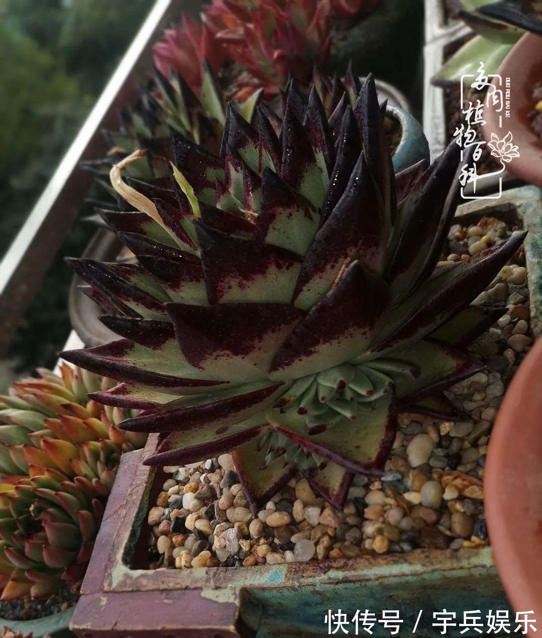 多肉植物|养多肉三年多九万里悟道，终归诗酒田园！