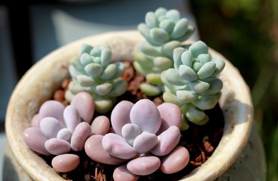 多肉天使之泪不好养教你3个妙招，轻松爆盆，叶片晶莹剔透！