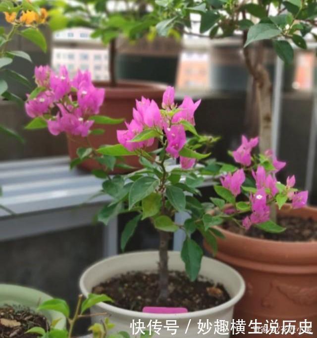 三角梅|45种三角梅品种,红、橙、黄、绿、白、紫,每一种都很好看!