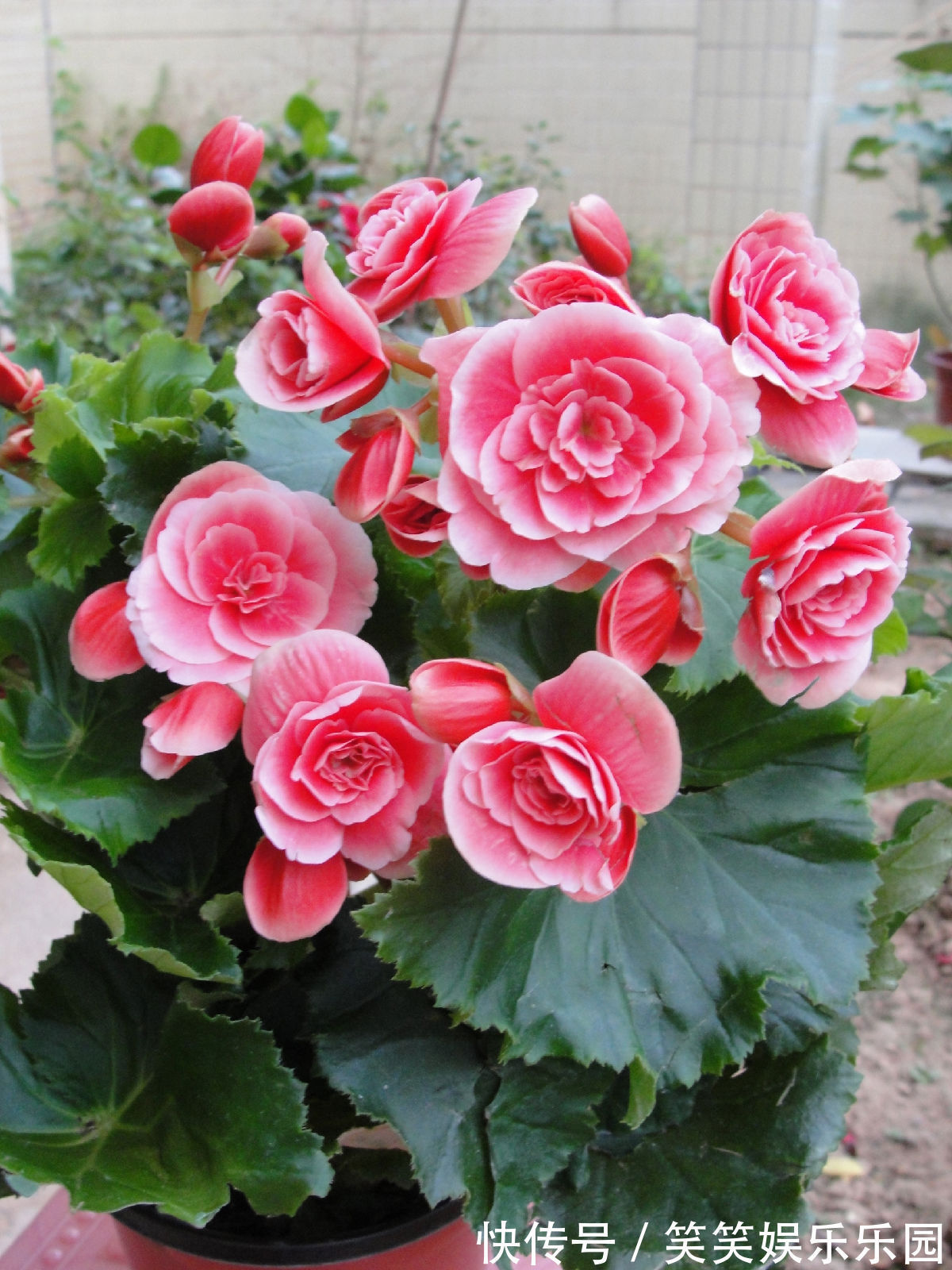 红掌|室内养盆“四季花”，花量巨大，一年365天，每天开花