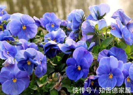 农历|农历7月13号起,最适合养这些花,花朵五颜六色,一开300天