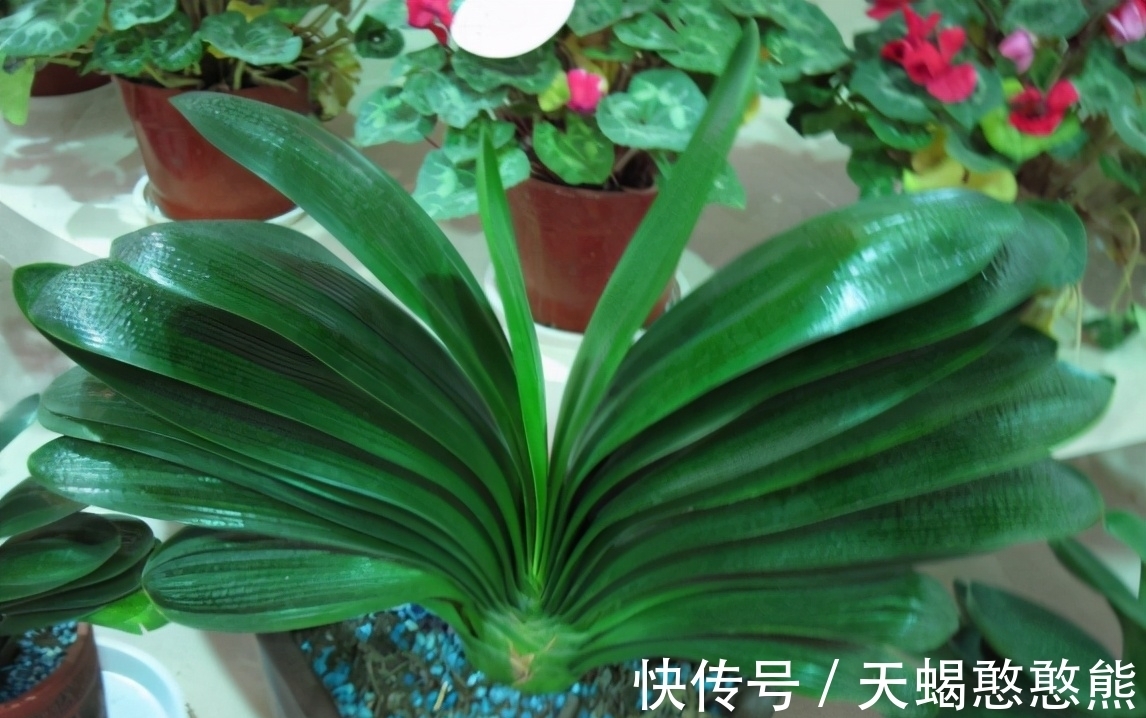 养花用啤酒,该怎么帮助根叶成长,改善土壤排水透气性?