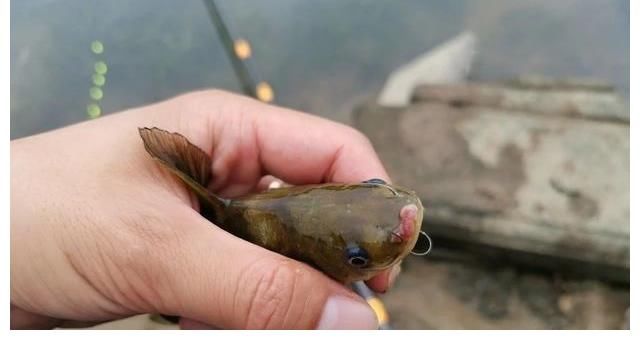 新手如何快速钓到鱼？讲几句实话，保证比你烧钱买装备有用！