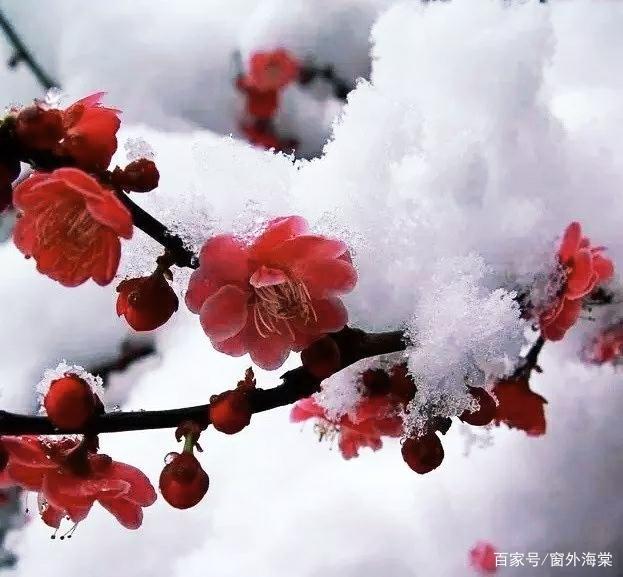 浅思#佳心无惧寒澈骨,浅思深汲待红梅