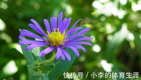 养花试试这几款,花色丰富,开花超级勤快