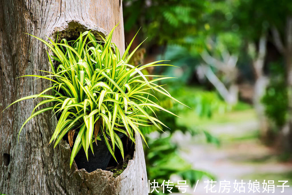 花友们|养花要舍得，3种花要“割韭菜”，割1茬10天冒新芽，越长越旺
