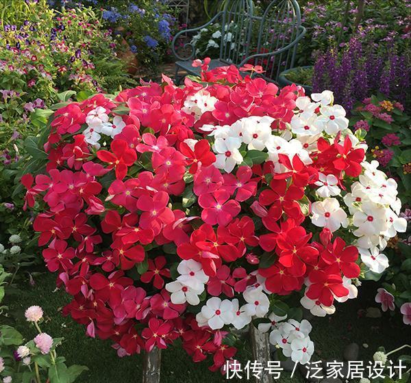 扶桑花|6种“劳模花”,四季花不断,家里养一盆,开花300天