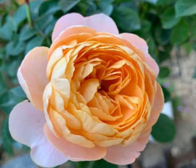 5种花养家里,不仅长得漂亮,名字也好听,赏心悦目