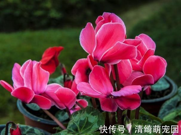 花卉|几种花卉，好打理易爆盆，花期长达200天，每天都有花赏