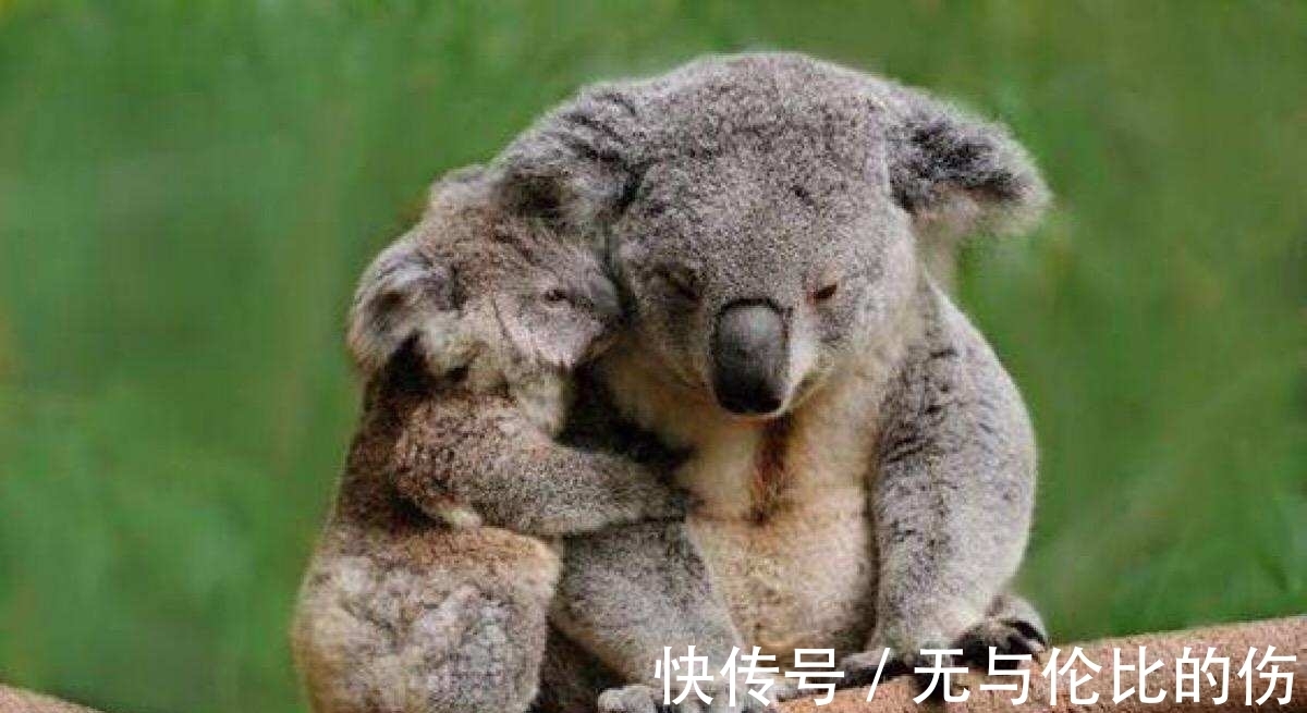 桉树|毒番石榴树有多毒,摸都摸不得,在树下躲雨都能中毒