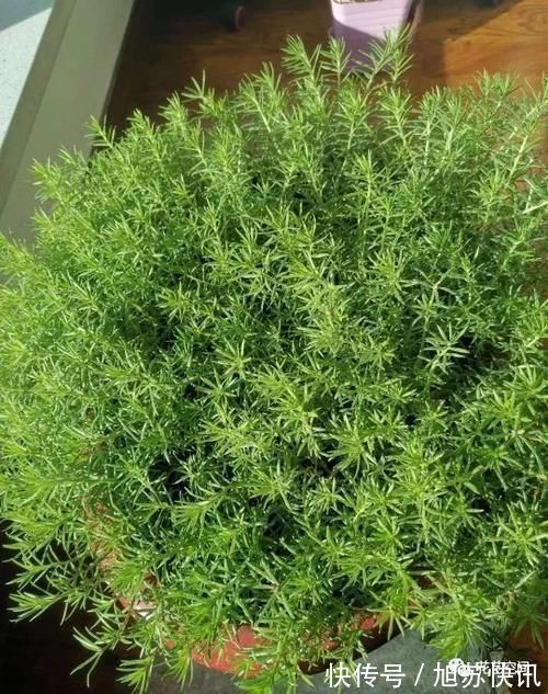 花期|“最累”的8种花,花开连续几个月,一次开花几百朵!