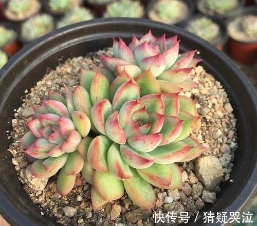 多肉植物中的爆盆之王女雏,人称小荷花,出了状态美得令人陶醉