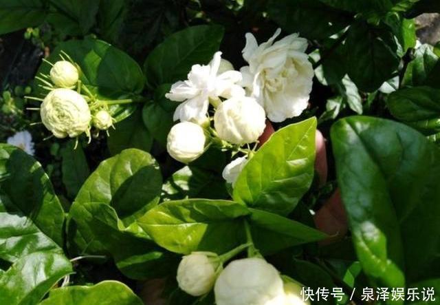 枝条|不会养茉莉花，就按4步走，叶片不发黄，花苞爆满盆