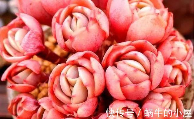 山地玫瑰|夏季的多肉不好看?来看看这3款,绚丽多姿,越看越好看
