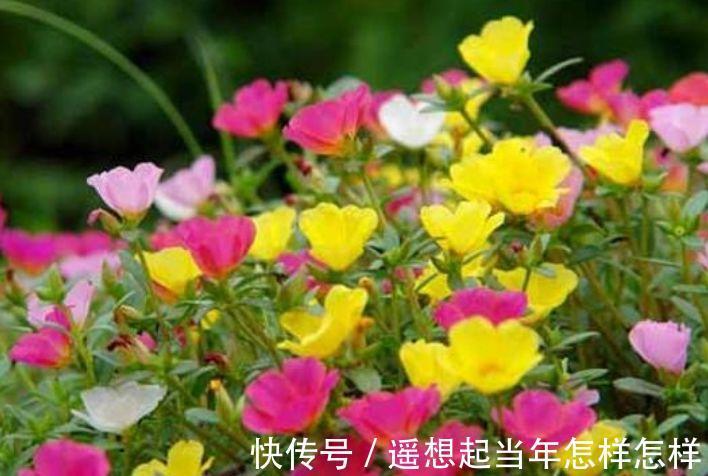 4种花养阳台,浇点水就狂开花,开成花海,比吊兰好养,你养了吗