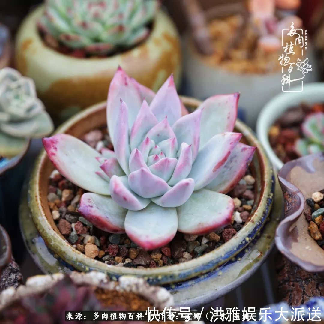 橙梦露|笼子里露养的多肉，越养越美！有多肉的日子伴着小确幸！