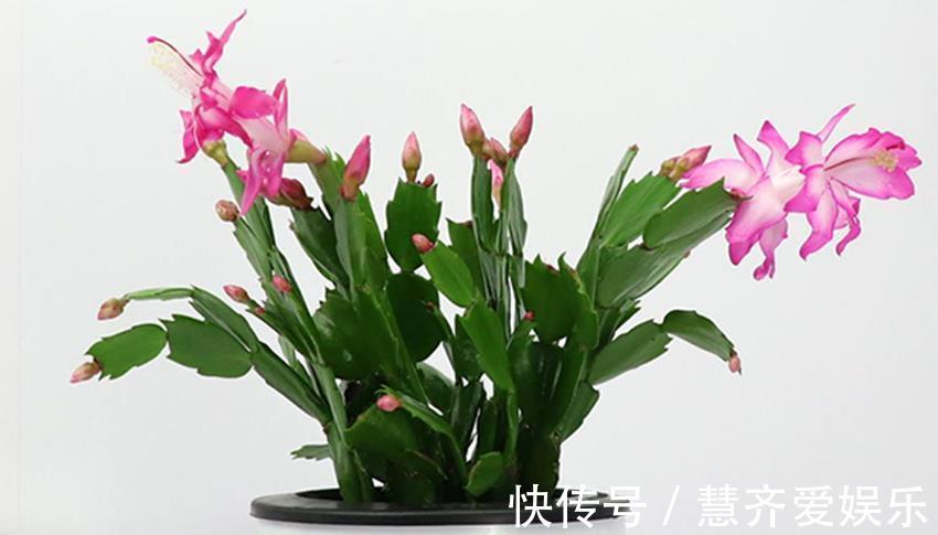 孕蕾|秋天养蟹爪兰、长寿花、君子兰,需要做好三件事,多年经验