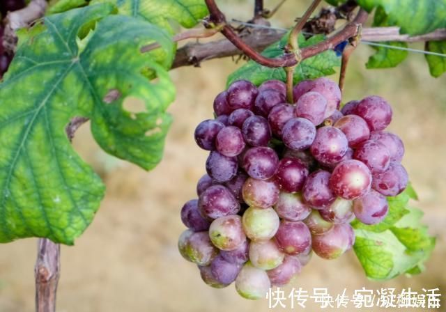 劲儿|女性怀孕后注意,4种食物放开肚子可劲儿吃,或对胎儿发育有好处