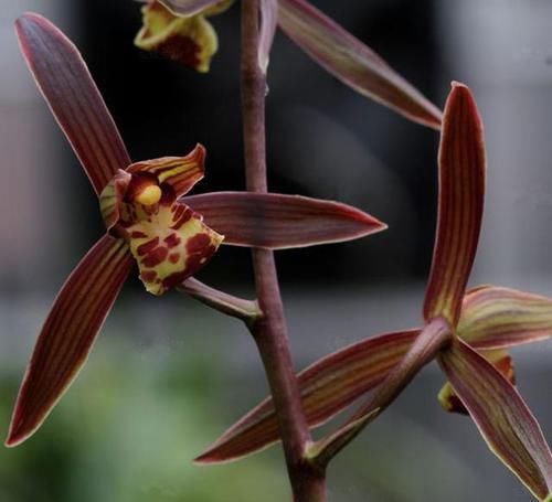 四溢|此兰花优点多到数不过来,花色罕见,花香四溢,是四大家兰之首