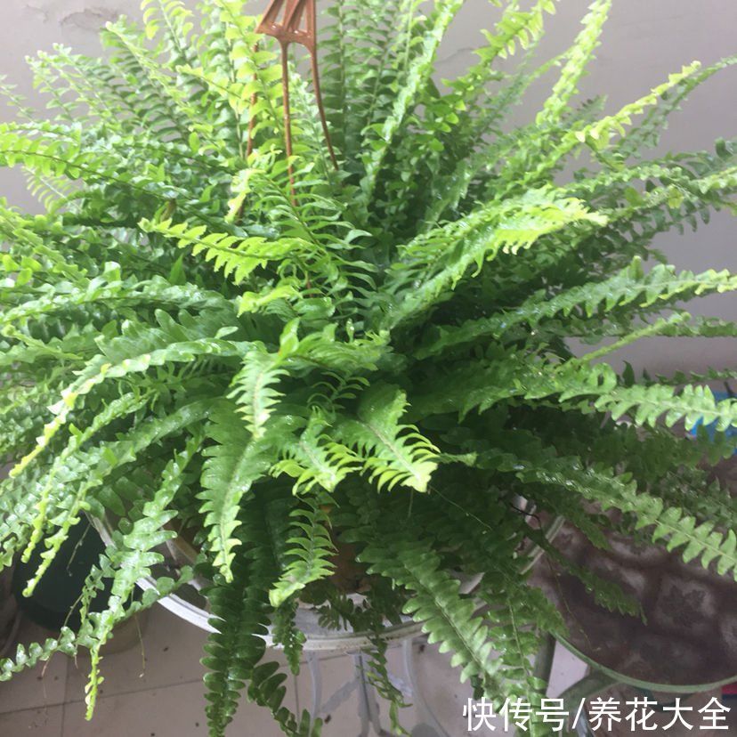 平安树|30种观叶植物，能观赏也净化空气，总有一种你养过